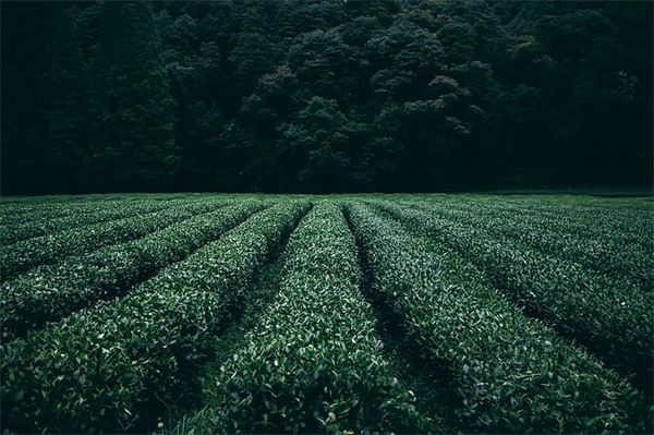 plantation-tea-field-agriculture-preview.jpg