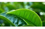 从茶园到茶杯：一片叶子的旅行日记